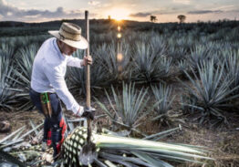 Tour Del Tequila Tempranito