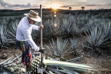 Tour Del Tequila Tempranito